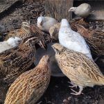 Quail Birds