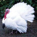 White Turkey