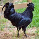 Kadaknath - Black Meat Chicken