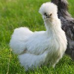 White Silkie Chicken